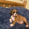 AKC BOXER PUPPIES 