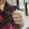 Beautiful Gray Medium to Long Hair Kitten