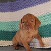 Vizsla pups ready 01/03/2026