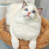 beautiful TICA ragdoll kitten 