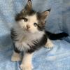 PJ. Blue eyes polydactyl