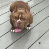 DMV Area - Micro Exotic Bully 
