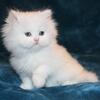 CFA White Female Persian Kitten