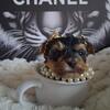 Tiny teacup Yorkie female shots and papers Chicago