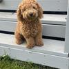 Mini poodle for stud puppy  male ckc