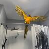 Blue and gold macaw