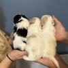 Coton de Tulear mixed with Shih tzu