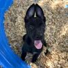 Belgian Malinois Pups