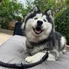 Alaskan malamute x Siberian husky