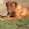 Adult Female French Mastiff