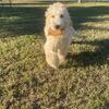 Boy Goldendoodle For Sale