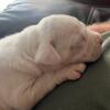 Male Dogo ready for a new loving home soon.  