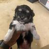 Adorable Lhasa Apso Puppy for Sale – Ready for a Loving Home