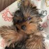 Rehoming 2 year old teacup yorkie 