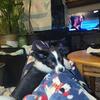 Dad an daugher small breed doggies need a new home