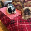 CKC SHIH TZU PUPPIES PUREBRED - REGISTER