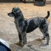 Toy poodle blue Merle female