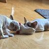 Frenchton puppies