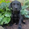Akc lab puppies-family raised!