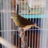 TIMBRADO CANARY SWEET FEMALE FROM CHAMPION SINGER LINE
