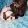 Shihtzu puppies - 1 female left!