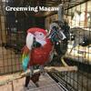 Greenwing Macaw 