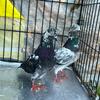 Rehoming some of my Pakistani Pigeon and Tipplers