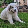 Great Pyrenees puppy
