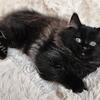 Sweet Fluffy TICA Black Solid Cherubim Ragdoll Kittens DNA Health Tested