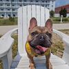 Rehoming 2 yr old frenchie