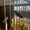 2 young parrotlets with cage for rehoming $50