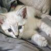 ONLY ONE LEFT!! Lynx Point Siamese kitten MALE
