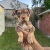 American bully pups 