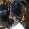 Boxer puppy's for sale in Ky. $100