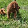 Female F1 Labradoodle For Sale (Justice)