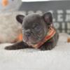 Poetic French Bulldog Puppy Chocolate & Tan Male Java Frenchie