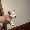 American Bully Pups 