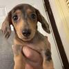 Short hair female dapple miniature dachshund 
