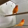 Red Factor Canary pair! 