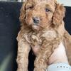 Miniature poodle