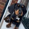 Miniature Dachshund Dachshund puppies ready