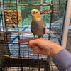 Friendly 3 year old gray cockatiel 