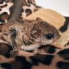 Southern Flying Squirrels