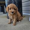 Cavapoo f1b Mini female and male  