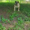 Female English bulldog