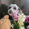 Poodle 