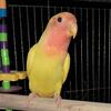 Peachface lovebird 