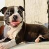 Freya Female AKC Boston Terrier