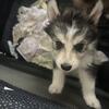 Husky puppies 