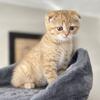 Red Tabby Female Scottish Fold